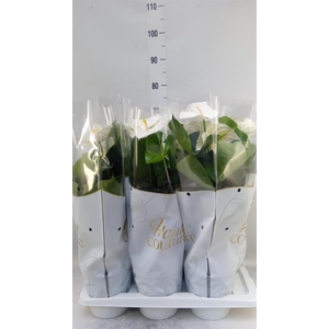 Anthurium andr. 'Alpine'