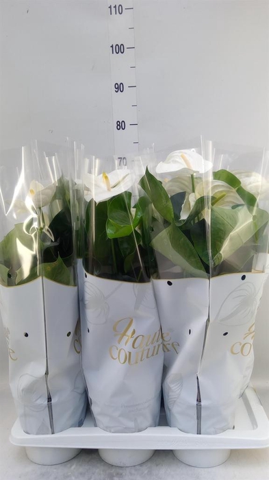 <h4>Anthurium andr. 'Alpine'</h4>