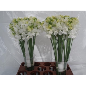 LATHYR WI SUNS WHITE