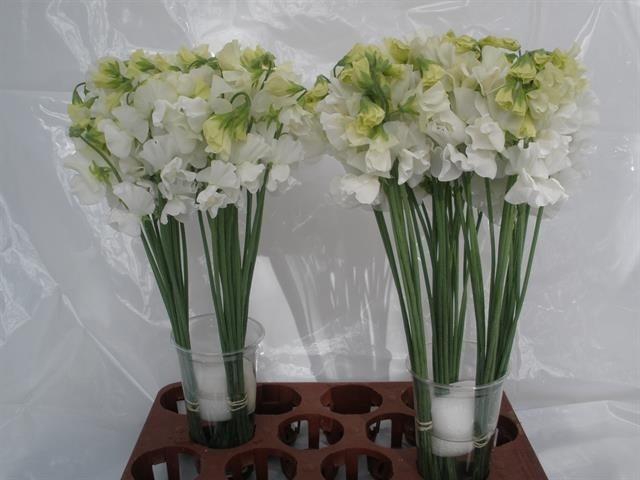 <h4>LATHYR WI SUNS WHITE</h4>