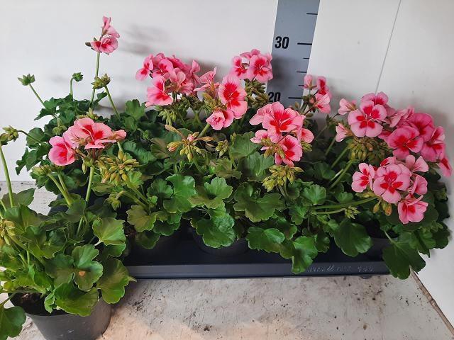 <h4>PEL ZON SMO EYE ROSE</h4>