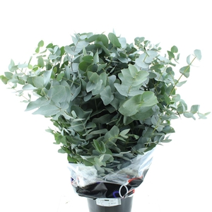 Euca Cinerea 400gram Premium France