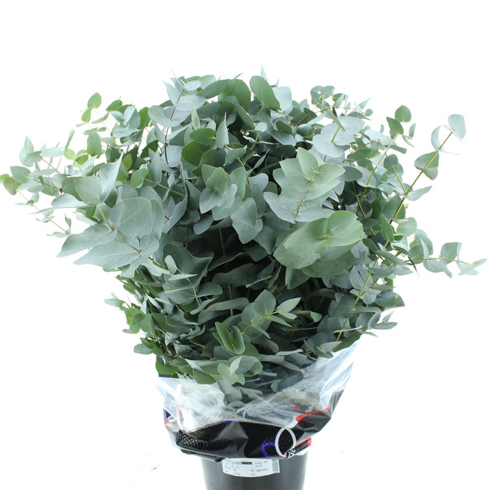 <h4>Euca Cinerea 400gram Premium France</h4>