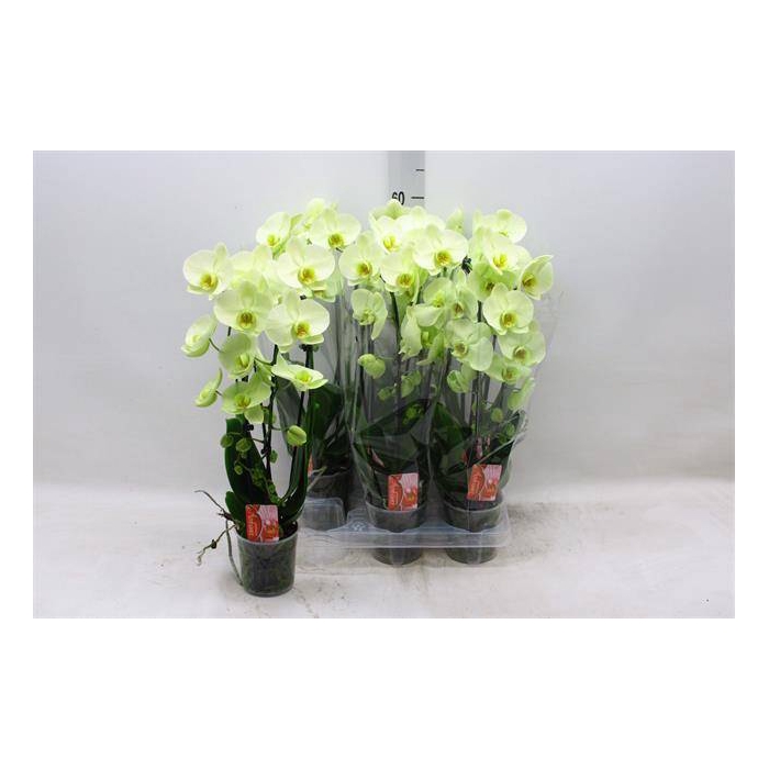 <h4>Phalaenopsis Elegans Cascade 12Ø 50cm 2st 16fl</h4>