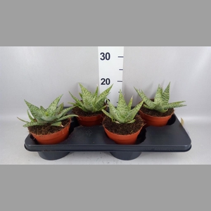 Aloe   ...