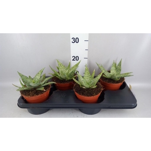 Aloe   ...