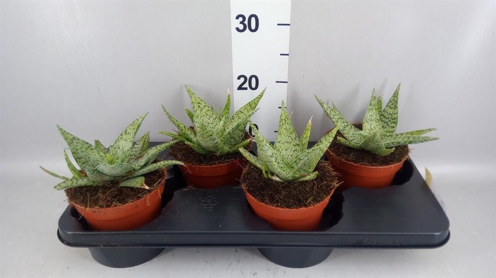<h4>Aloe   ...</h4>