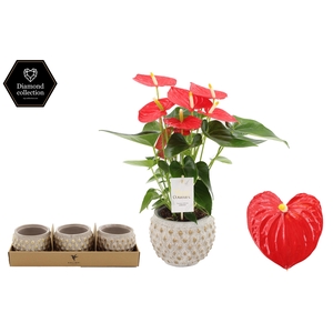 Anthurium 12 cm Esudo in Marrakesh gold ceramics