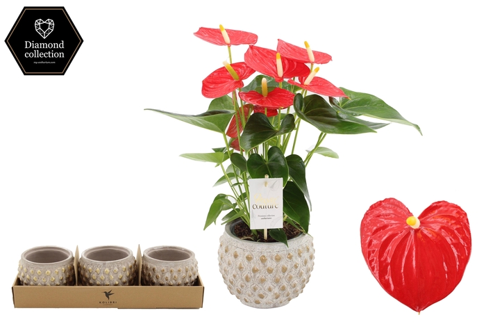 <h4>Anthurium 12 cm Esudo in Marrakesh gold ceramics</h4>