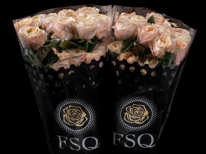 <h4>R GR Melon Xpression Box</h4>