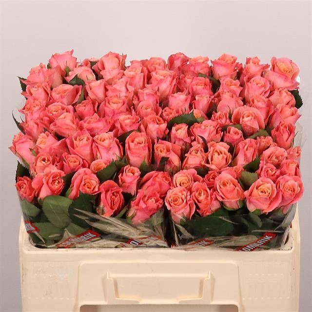 <h4>R GR MISS PIGGY+</h4>