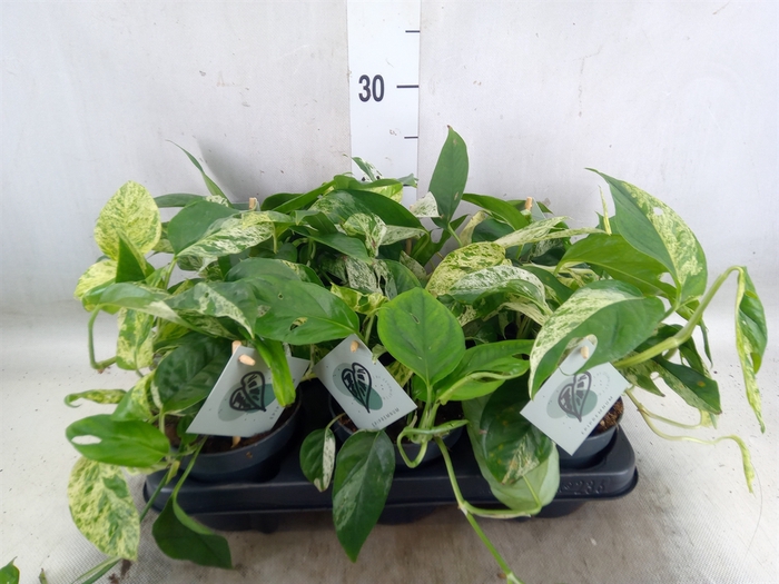 <h4>Epipremnum pinn. 'Marble Variegata'</h4>