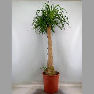 Beaucarnea recurvata