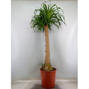 Beaucarnea recurvata