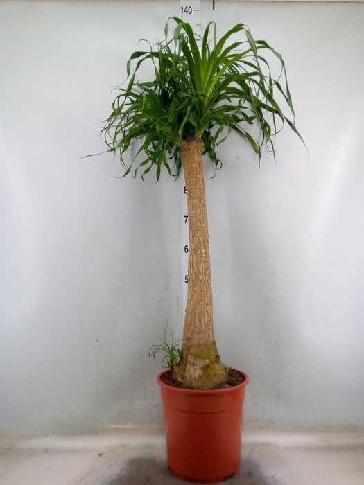 <h4>Beaucarnea recurvata</h4>