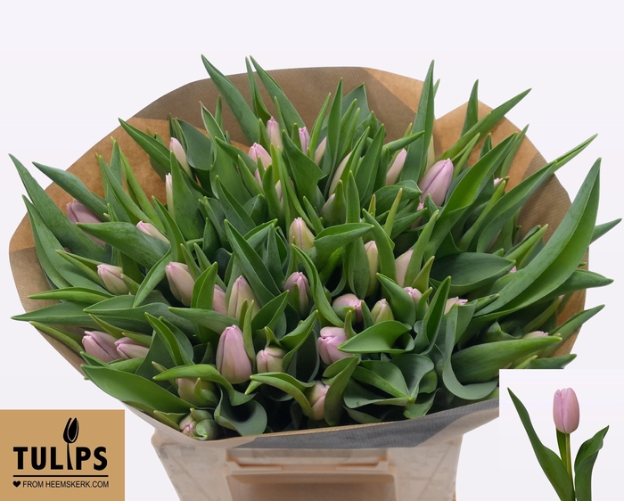 <h4>TU EN ARGOS</h4>