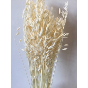 DRIED FLOWERS - AVENA BLEACHED SUPERWHITE