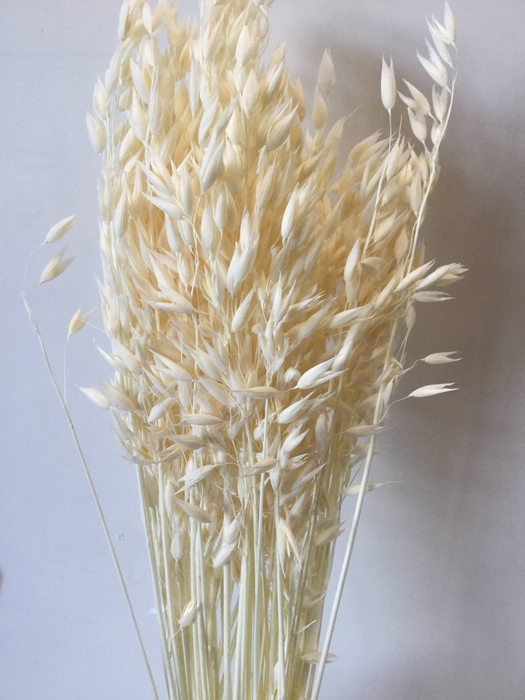 DRIED FLOWERS - AVENA BLEACHED SUPERWHITE