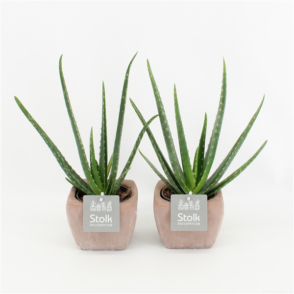 <h4>Aloe Vera 10,5 in vierkant terracotta pot</h4>