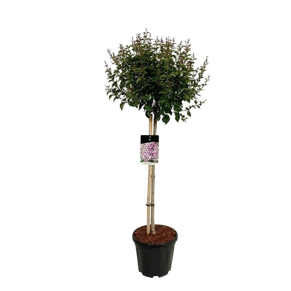 <h4>Syringa 'Flowerfesta' ® Purple</h4>