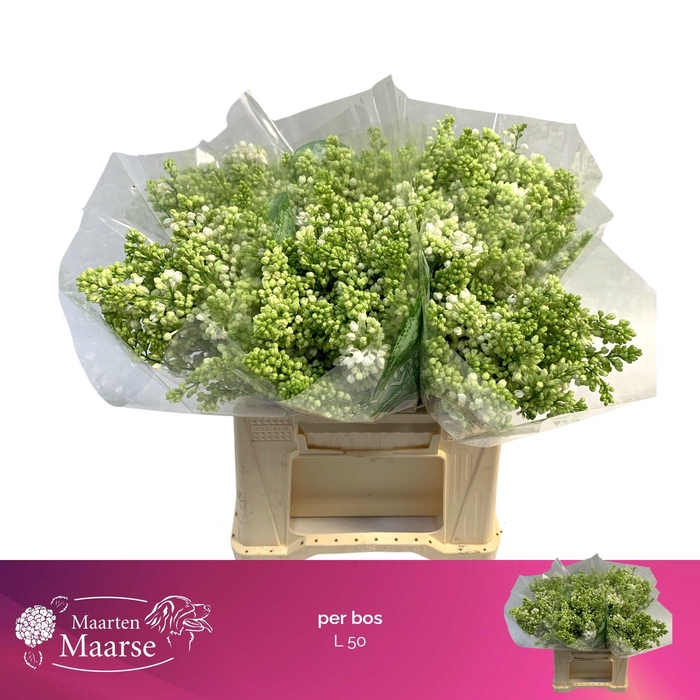 <h4>SYRINGA PER BOS</h4>