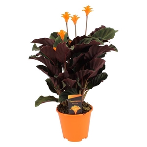 Calathea crocata 'Tassmania' 5-6 bl in oranje pot