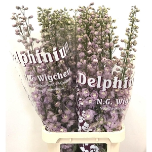 Delph Du Dewi Flamin