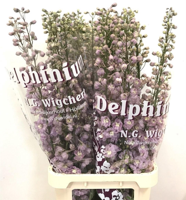 <h4>Delph Du Dewi Flamin</h4>
