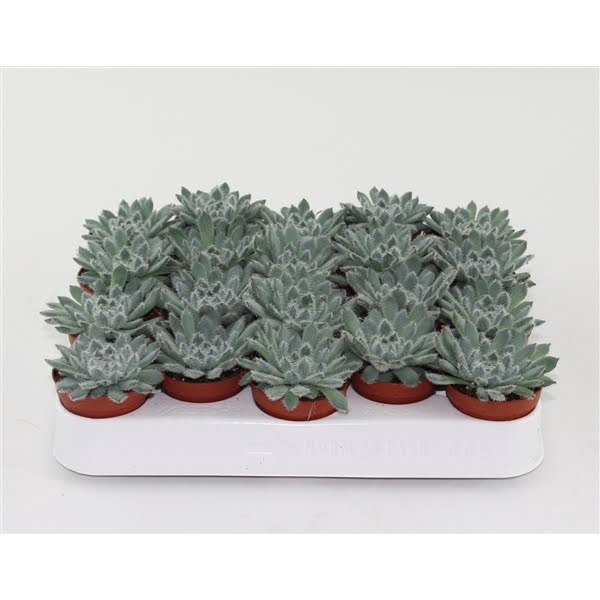 <h4>Echeveria Rundelii Special</h4>