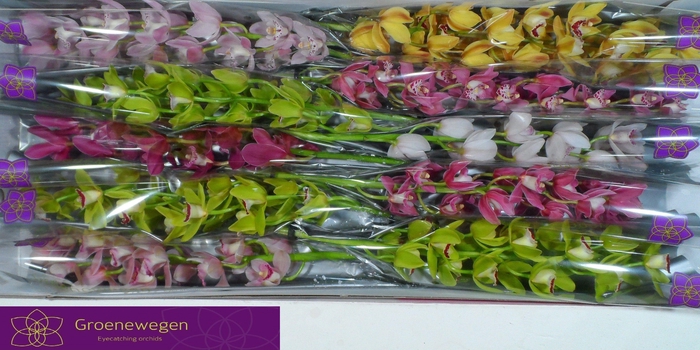 <h4>CYMB MI GEM</h4>