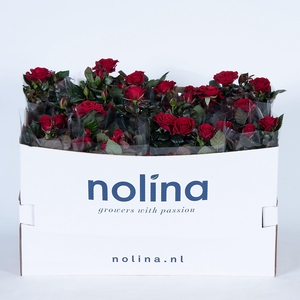 Nolina Roses Ø 13 cm Red in box st. 2-3