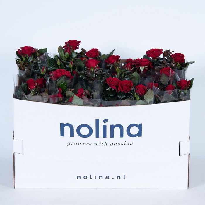 <h4>Nolina Roses Ø 13 cm Red in box st. 2-3</h4>