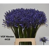 Agapanthus Dr.brouwer