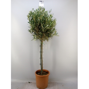 Olea europaea