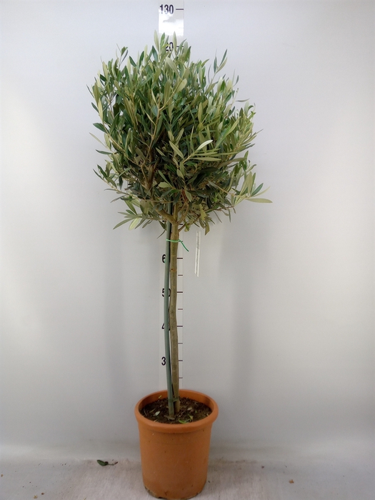 <h4>Olea europaea</h4>