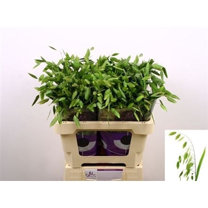 Chasm Latifol Mantis 60 Cm