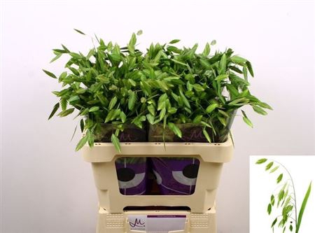 <h4>Chasm Latifol Mantis 60 Cm</h4>