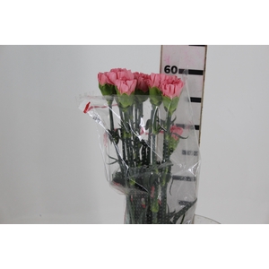 CRAVO KLEOS 060 CM