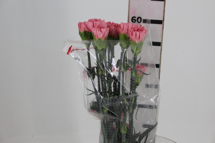 <h4>CRAVO KLEOS 060 CM</h4>
