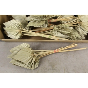 DF Palm Spear Medium Natural