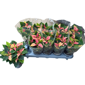 EUPHOR P CHR B MARBL