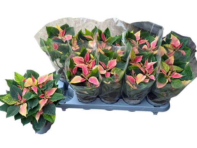 <h4>EUPHOR P CHR B MARBL</h4>