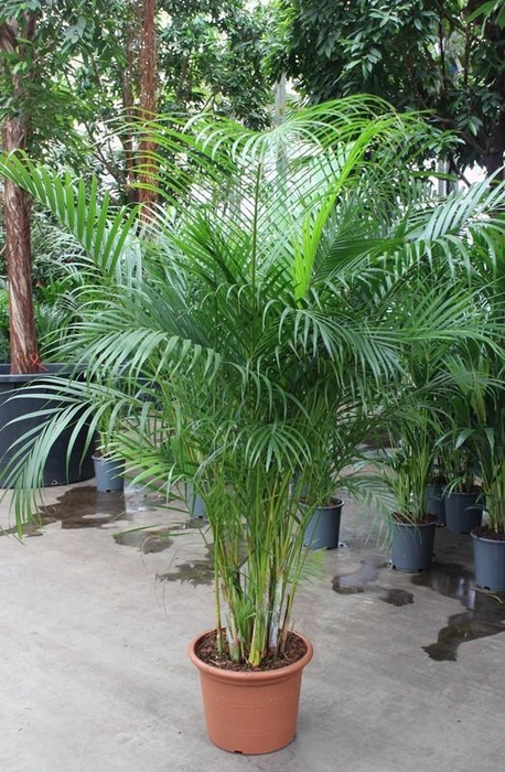 <h4>Dypsis lutescens 'Areca'</h4>