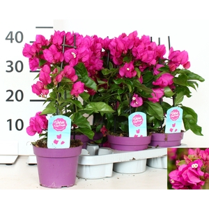 BOUGAINV VERA D P IM