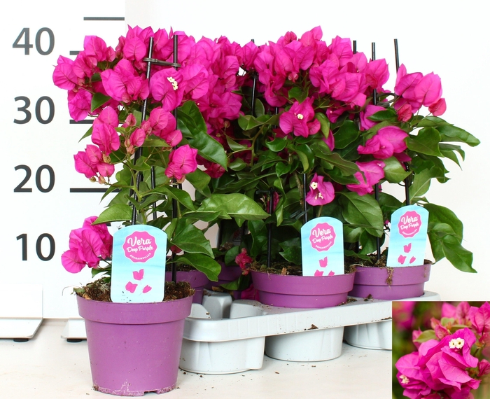 <h4>BOUGAINV VERA D P IM</h4>