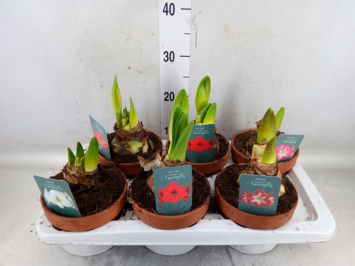 <h4>Hippeastrum   ...</h4>