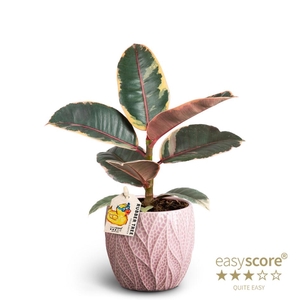 FICUS ELASTICA P10 BELIXE LEAF ROSA