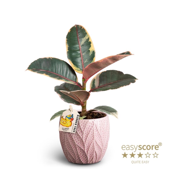 <h4>FICUS ELASTICA P10 BELIXE LEAF ROSA</h4>