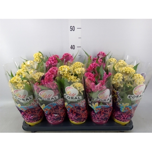 Celosia arg. CR 'Hot Topic'   ..mix
