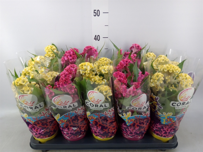 <h4>Celosia arg. CR 'Hot Topic'   ..mix</h4>